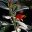 Eremophila glabra Murchison Magic has silver grey foliage and red flowers